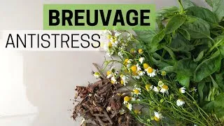 Miniature : Remède contre le stress 🧘‍♀️, 3 plantes antistress 🌿