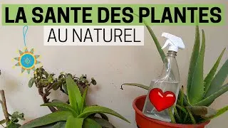 Miniature : Insecticide 🐛 et fongicide 🍄 naturel et sans odeur ♨️