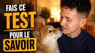 Miniature : Ton Shiba t'aime-t-il VRAIMENT ?