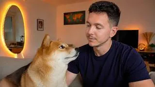 Miniature : Pourquoi le Shiba Inu n'obéit qu'à UN SEUL maître ?