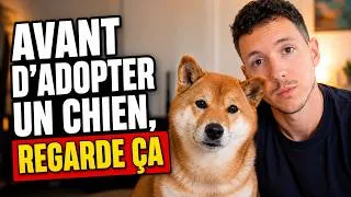 Miniature : Pourquoi tant de gens abandonnent leur chien après quelques mois