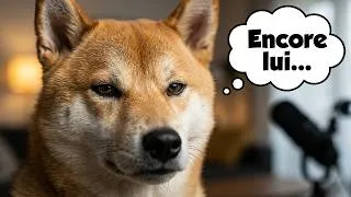 Miniature : J'ai imaginé ce que mon Shiba dirait s'il pouvait parler... vous n'êtes pas prêts !