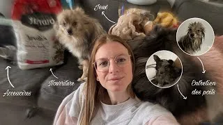 Miniature : MES SPITZ 🐶(Soin, nourriture, jeux...)