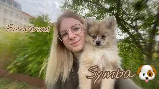 Miniature : J'adopte un deuxième chiot (un spitz, aussi !)🐶 | Sansan