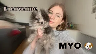 Miniature : J'adopte un chiot (un spitz) 🐶 | Sansan