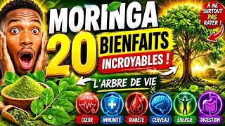 Miniature : MORINGA : Les 20 Bienfaits Incroyables de ce Super-Aliment (Guide Complet)