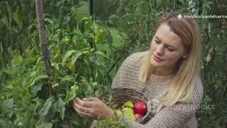 Miniature : Potager : 7 astuces pour doubler votre récolte (sans effort)