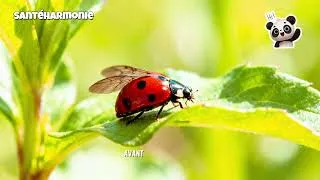 Miniature : Créer son potager : ce que j'aurais aimé savoir avant de commencer