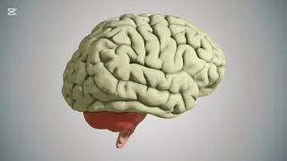 Miniature : Le cerveau #santé #santeria #nutrition #youtubeshorts #youtuber #vues #pourtoi 