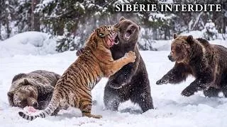 Miniature : SIBÉRIE INTERDITE | Les Prédateurs les Plus Dangereux que Personne n'a Vus | Documentaire Animalier
