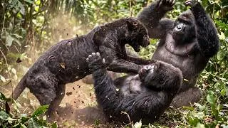 Miniature : AMAZONIE vs CONGO | Quelle est la Jungle la Plus Mortelle de la Planète ? | Documentaire Animalier