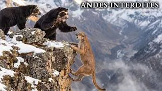 Miniature : ANDES INTERDITES | Les Animaux qui Dominent le Toit de l'Amérique | Documentaire Animalier