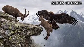 Miniature : ALPES SUISSES | Les Animaux les Plus Mortels que Vous n'Imaginez Même Pas | Documentaire Animalier