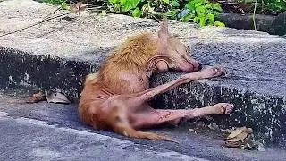 Miniature : Personne n'est venu en aide à la chienne ; malade et affamée, elle a gémi jusqu'à l'épuisement