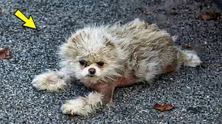Miniature : Les larmes aux yeux, le pauvre chien sans abri était sans cesse chassé de partout.