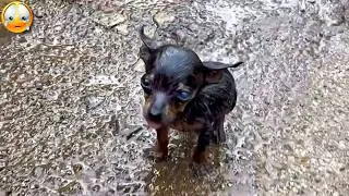Miniature : Ce chien barrait la route en implorant de l'aide… mais ce qui se cachait derrière était effroyable !