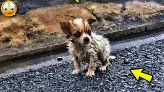 Miniature : Son maître l'a abandonné sous la pluie. Il pleurait sa maman.