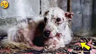 Miniature : Enfermé dans une cave pendant un an entier, le chien a fondu en larmes en voyant son sauveur  😢