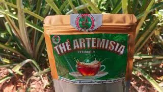 Miniature : #artemisia contre le paludisme, #efficace 99%, https://wa.me/p/3860798480631913/22893549953