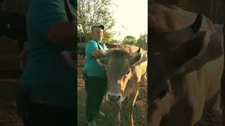 Miniature : Des Vaches avec Passeport en Europe !