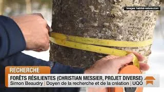 Miniature : DIVERSE : Un projet pancanadien pour diversifier nos forêts