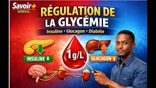 Miniature : L16-SVT Terminale – Régulation de la glycémie : insuline, glucagon et diabète expliqués simplement