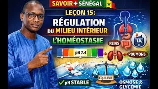 Miniature : Leçon 15 SVT – Homéostasie : régulation du pH et de la pression osmotique (Terminale, BAC)