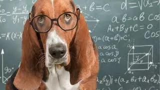 Miniature : TOP 10 des animaux les plus intelligents !