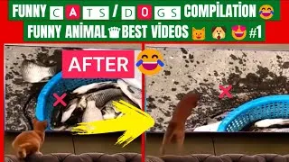 Miniature : Funny 🅲🅰🆃🆂 / 🅳🅾🅶🆂 Compilation😂- Funny Animal ♛Best Videos 😺🐶😍#1