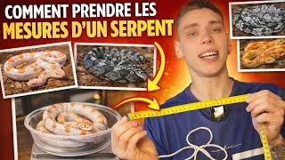 Miniature : Comment prendre les mesures d’un serpent ? (Guide complet)