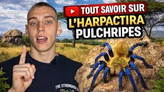 Miniature : Harpactira Pulchripes - La mygale dorée à pattes bleus 