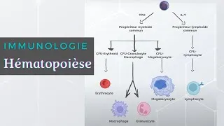 Miniature : Immunologie - Hématopoièse
