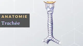 Miniature : Anatomie de la trachée