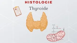 Miniature : Histologie de la thyroide