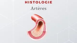 Miniature : Histologie des artères