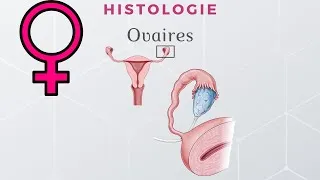 Miniature : Scandium - Histologie des ovaires