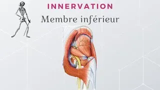 Miniature : Anatomie du Membre Inférieur - Innervation du Membre Inférieur