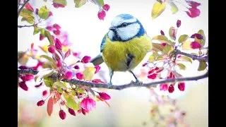 Miniature : Morning birds Background - No Copyright - La Maltie