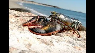 Miniature : Ce qu'un homard nous enseigne