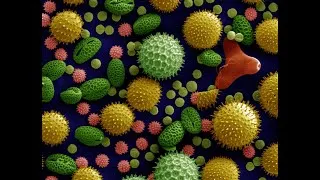 Miniature : Allergies, eczémas : maladies du XXIe siècle ?