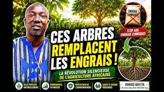 Miniature : CES ARBRES RENDENT LES ENGRAIS INUTILES ! -  LA RÉVOLUTION SILENCIEUSE DE L'AGRICULTURE AFRICAINE