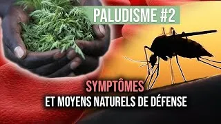 Miniature : Paludisme: Symptômes et traitements naturels