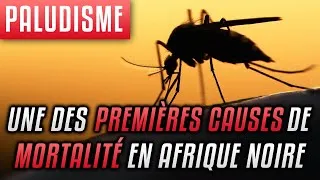 Miniature : Paludisme, une des premières causes de mortalité en Afrique noire: Transmission & traitement naturel
