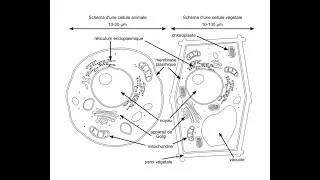Miniature : pas de difference entre cellules vegetal