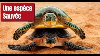 Miniature : Comment Les Tortues vertes ont opéré leur Comeback
