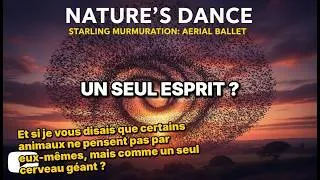Miniature : Intelligence collective : Ces animaux qui ne font qu'un !