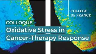 Miniature : Oxidative Stress in Cancer-Therapy Response (1) - Hugues de Thé (2025-2026)