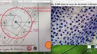 Miniature : réaliser un dessin d'observation