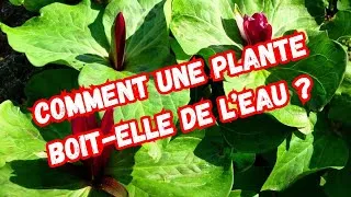 Miniature : LES PLANTES BOIVENT-ELLES VRAIMENT DE L'EAU ? 💧 I BIOLOGIE VÉGÉTALE 🌱