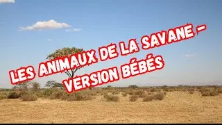 Miniature : LES ANIMAUX DE LA SAVANE - VERSION BÉBÉS 🦁 I LE MONDE EN PHOTOS 📸